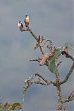 Collared Falconet